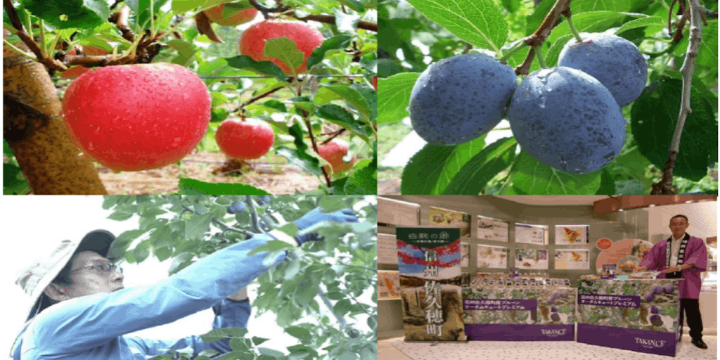 フルーツ栽培（りんご・プルーン）の ブランド農家を町と一緒に目指しませんか 