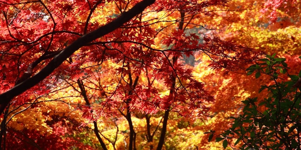 秋の西山公園インスタグラムフォトコンテスト2019開催！紅葉をみに鯖江に来ませんか？