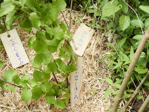 植樹した苗木には”願い”を書いた木札を