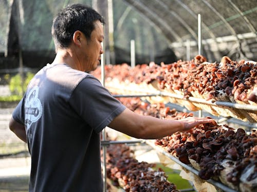 キクラゲの栽培　非常に肉厚で大人気　このほかにもシイタケを栽培