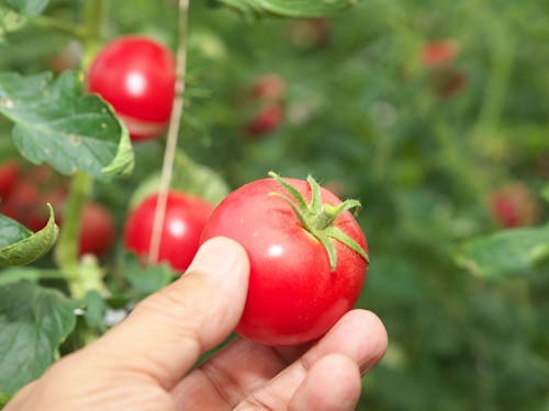 トマト収穫体験