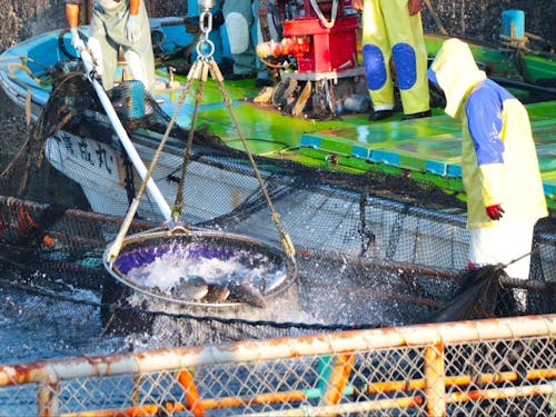 カンパチの養殖