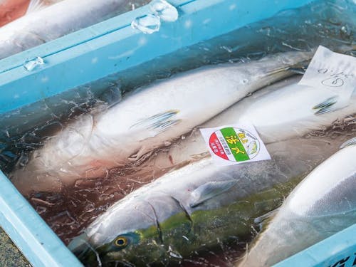 町の基幹産業「株式会社 早田大敷」が漁獲した立派なブリ