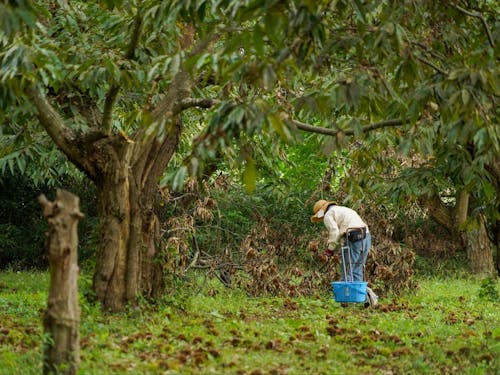 五感で感じる収穫の喜び！ 笠間の栗畑が、あなたの新しい舞台です。