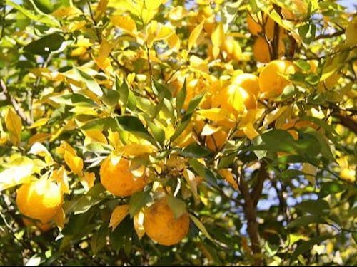 茂木町の誇るおいしい恵み、ゆず！