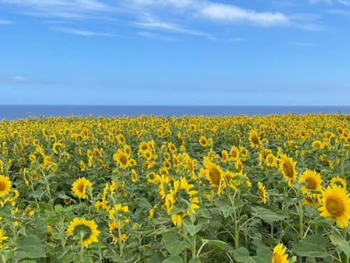 一面が黄色に染まる夏のヒマワリ畑は、この時期にしか味わえない絶景です。