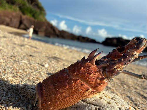ある日のお散歩の時の一枚。