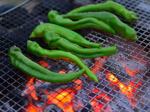 舞鶴市発祥の京の伝統野菜「万願寺甘とう」