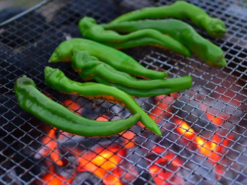 舞鶴市発祥の京の伝統野菜「万願寺甘とう」