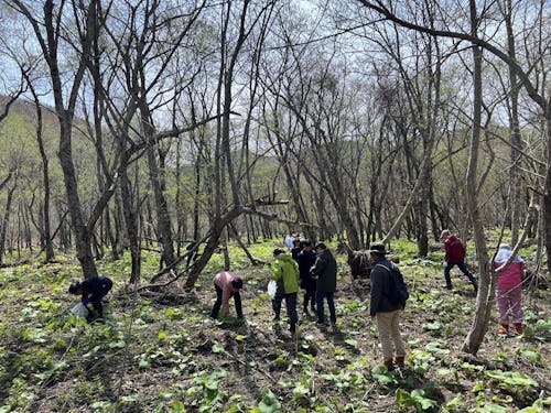 山菜採り交流会(4月下旬~5月上旬頃)