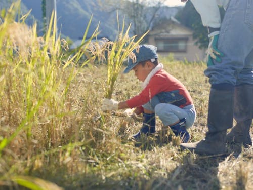 自分の手で稲刈りする秋の風景