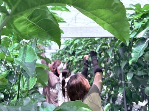 パッションフルーツ栽培