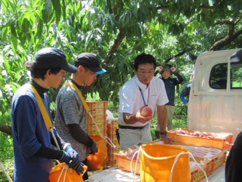 圃場における1次選果研修風景