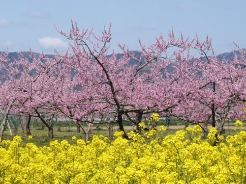 桃源郷・伊達市