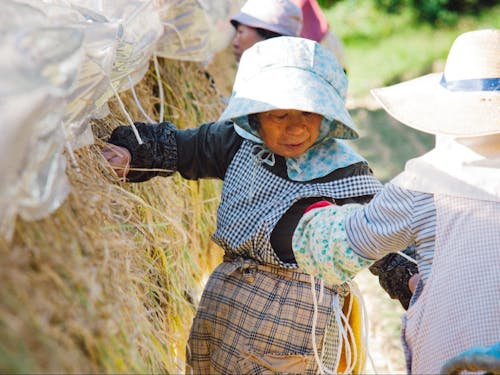 地域の人と力をあわせて米作り