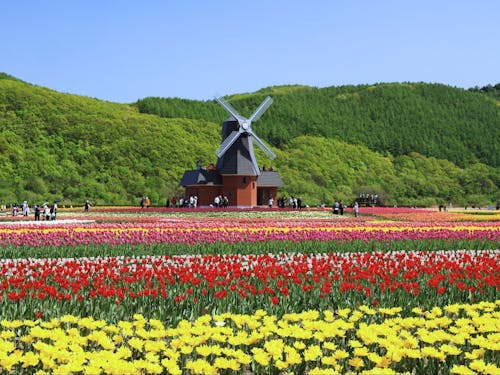 チューリップが美しい町です