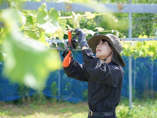 第一次産業の現場で働く大人の島留学生