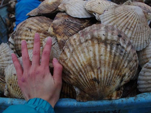 【野付産ホタテ】普通サイズの3倍！