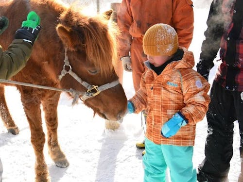 道産子馬とのふれあい