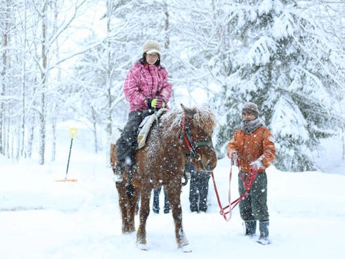 道産子馬とのふれあい