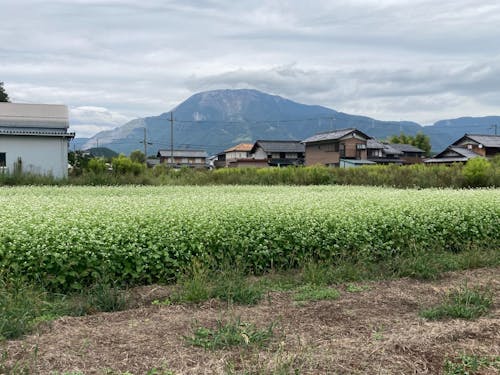 種まきから1カ月後の9月の様子 白いそばの花がさいてます