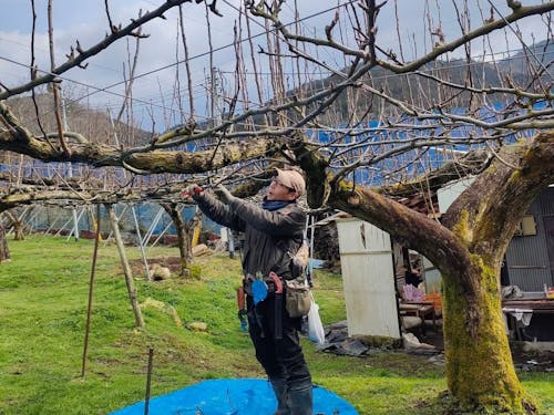 梨の剪定作業の様子