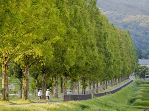 メタセコイア並木