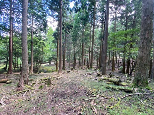 ①自然が豊かだが様々な環境変化や一部の崩壊も起こっている霧立山地内の登山道
