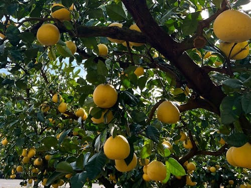 柑橘の発送や計量（2月は文旦の香りたっぷり！）