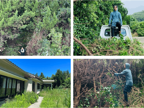 真夏に自分たちで荒れたレモン畑を大整備