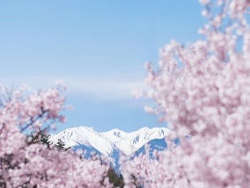 日本三大桜の名所である伊那市高遠町