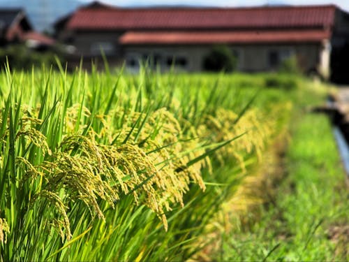 農家さんが、正社員やアルバイトを募集していることもあります