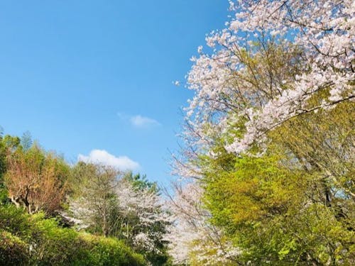 山荘にいながらお花見できちゃいます♪