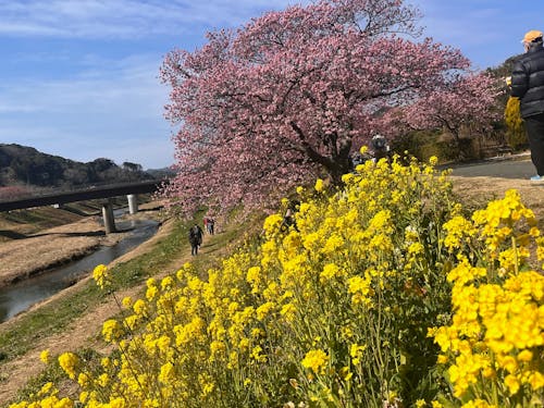 青野川沿いの河津桜と菜の花