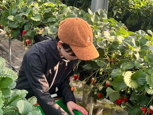 鈴木いちご農園さんでの収穫のお手伝い