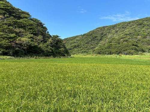 山間に位置するコミュニティ田んぼ