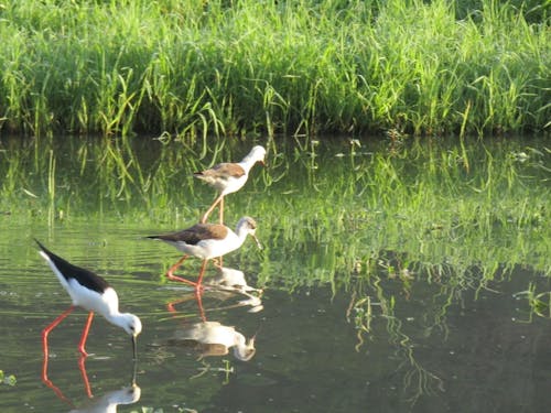 田んぼに現れたセイタカシギ（提供:小林茂雄）