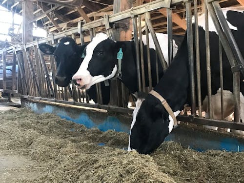 「ハッピーヒルファーム」で酪農のお試し就業