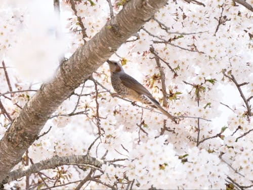 磐梯町の美しい桜。