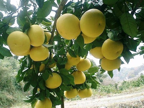 爽やかな香りいっぱいの文旦が最盛期になります