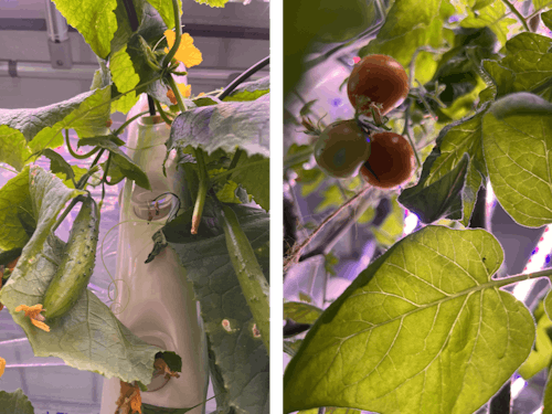 キュウリやトマトなどはお手のもの