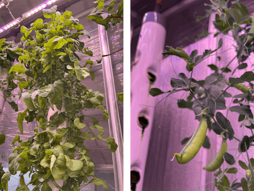 ルッコラにさやいんげん