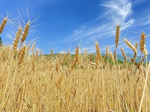 収穫期の小麦