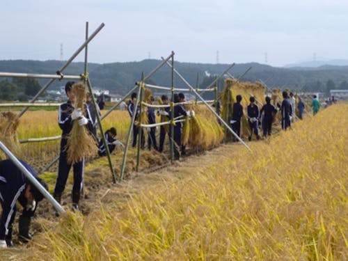 手刈りした稲を杭がけする生徒たち