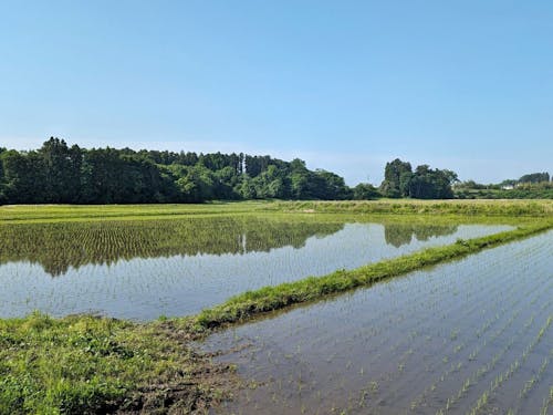 夏前の田植え直後の風景
