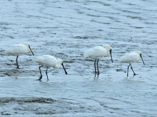 絶滅危惧種のクロツラヘラサギが冬の到来とともに今年も鹿島にやってきました。
