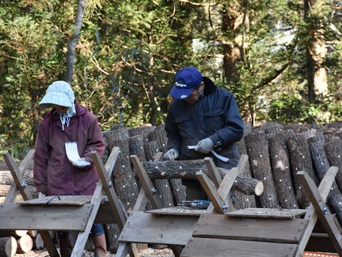 原木シイタケのほだ木に駒菌を打ち込む様子。こういう現場をデジタルで便利にしたい