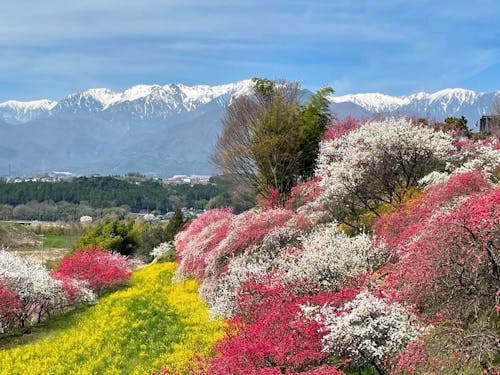 早春の駒ヶ根(花桃)