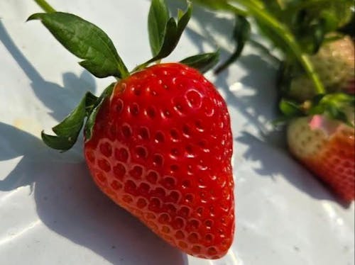 旬を迎えるイチゴ
