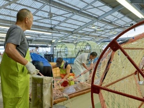 ノリ種網採苗作業